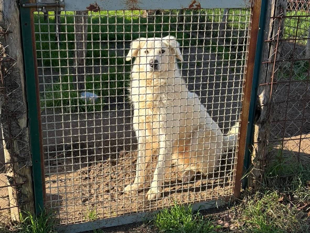 Vuoi adottare un cane a Roma?