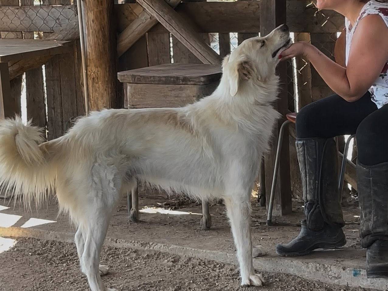 Adotta il cane Gerico a Roma