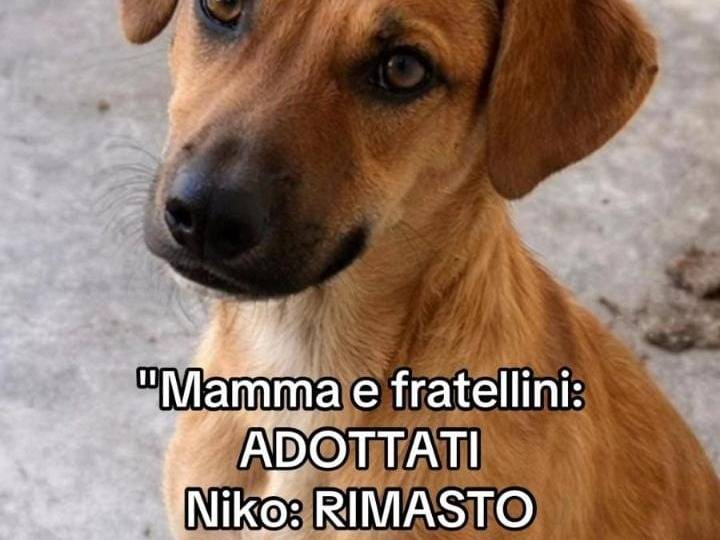Foto 2 dell'animale