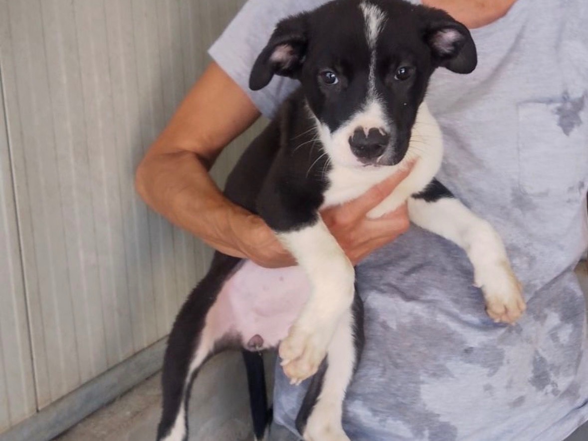 Adozione cane, femmina, Razza sconosciuta Razza sconosciuta, 4 mesi, taglia media, Frosinone