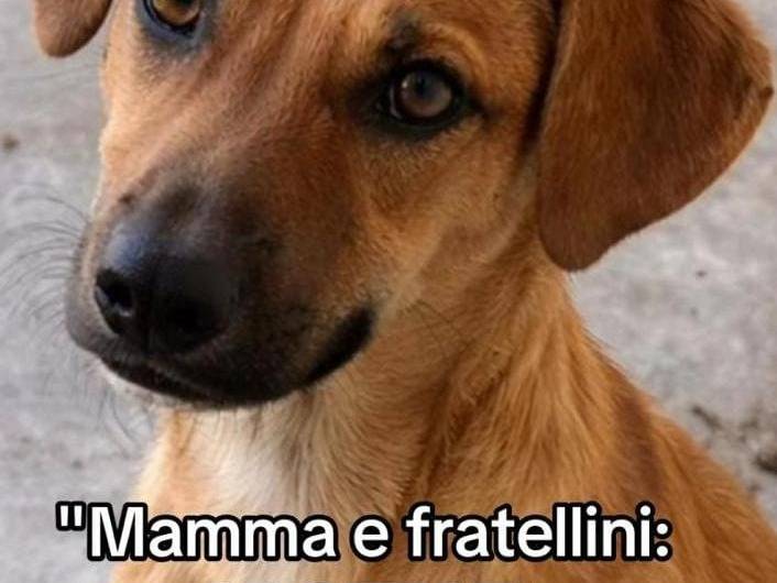 Adotta il cane Niko a Agrigento