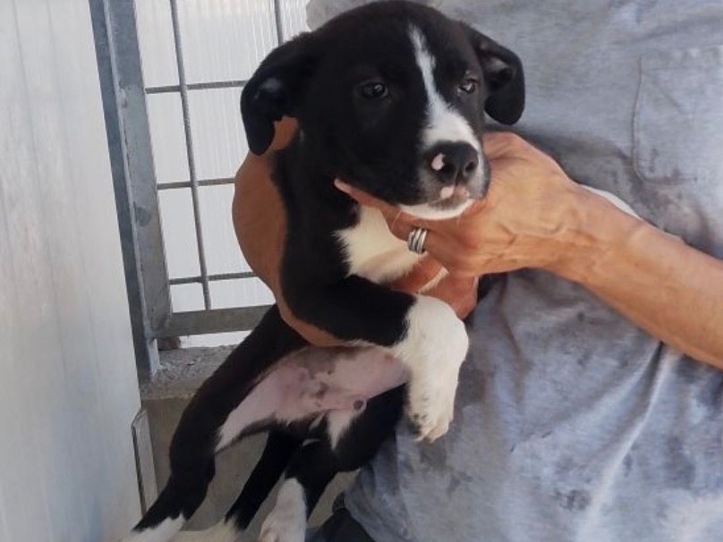 Adozione cane, maschio, Razza sconosciuta Razza sconosciuta, 4 mesi, taglia media, Frosinone