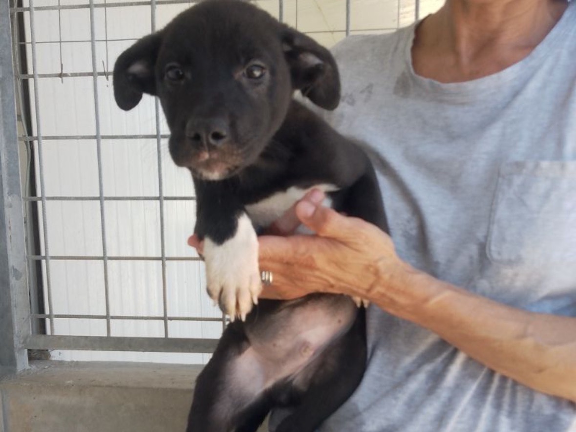 Adozione cane, femmina, Razza sconosciuta Razza sconosciuta, 3 mesi, taglia media, Frosinone