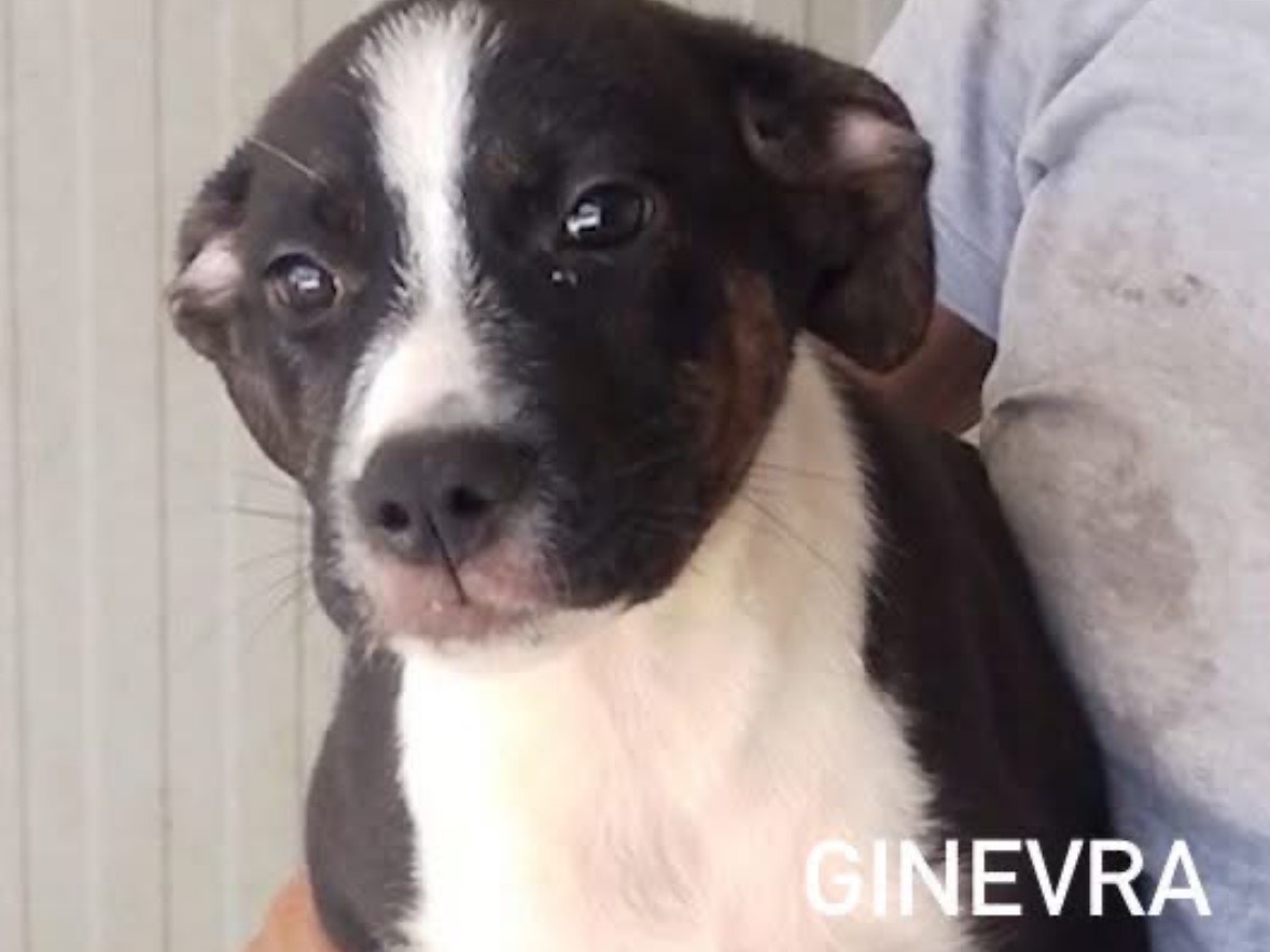 Adozione cane, femmina, Razza sconosciuta Razza sconosciuta, 3 mesi, taglia media, Frosinone