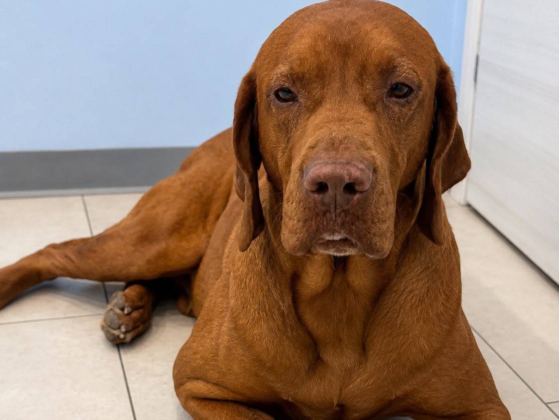 Adozione cane, maschio, Bracco Razza sconosciuta, 9 anni e 4 mesi, taglia grande, Roma