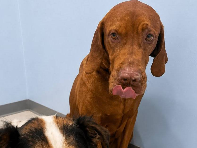 Vuoi adottare un cane a Roma?