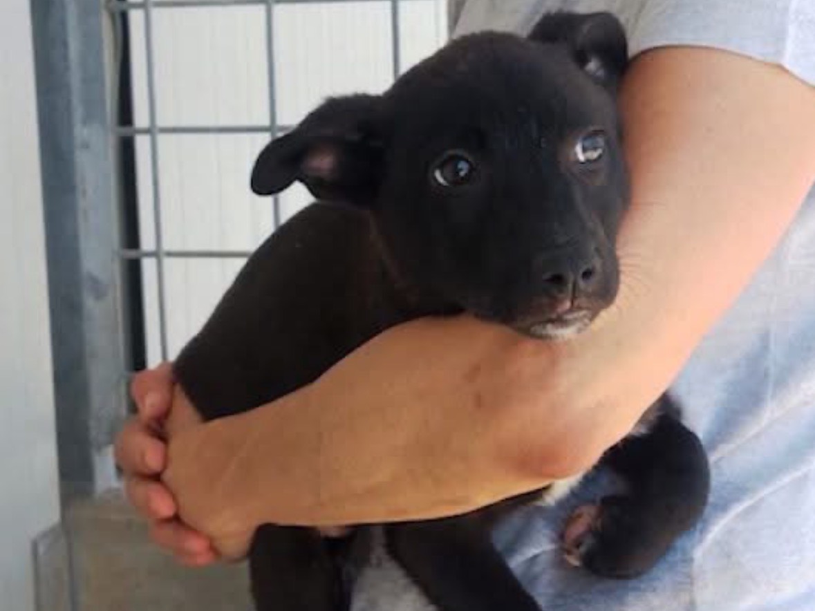 Adozione cane, femmina, Razza sconosciuta Razza sconosciuta, 3 mesi, taglia media, Frosinone