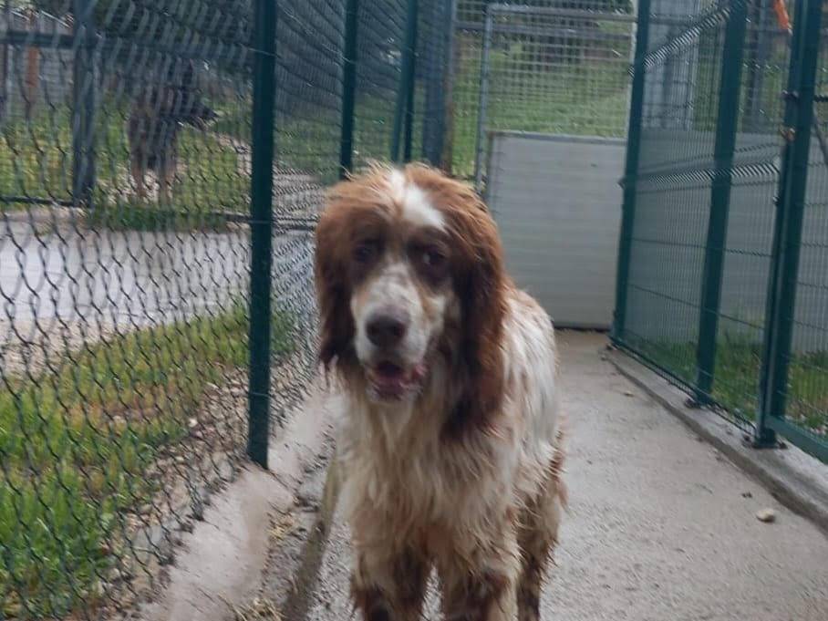 Adozione cane, maschio, Cocker Spaniel Razza sconosciuta, 10 anni, taglia grande, Terni