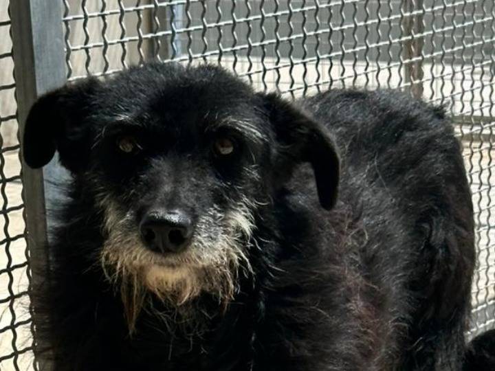 Adotta il cane Shy a Agrigento