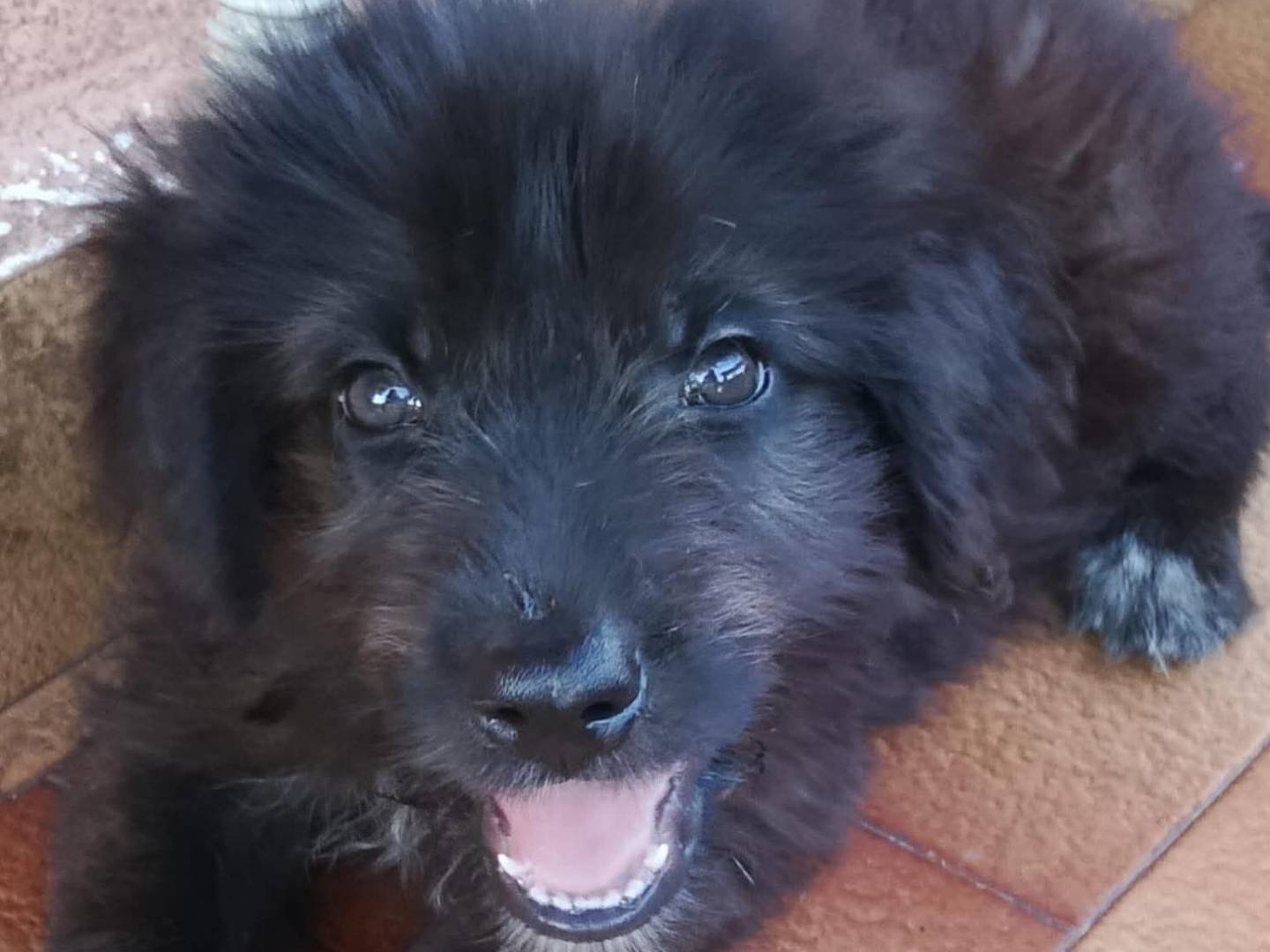 Adozione cane, femmina, Razza sconosciuta Razza sconosciuta, 3 mesi, taglia media, Trapani