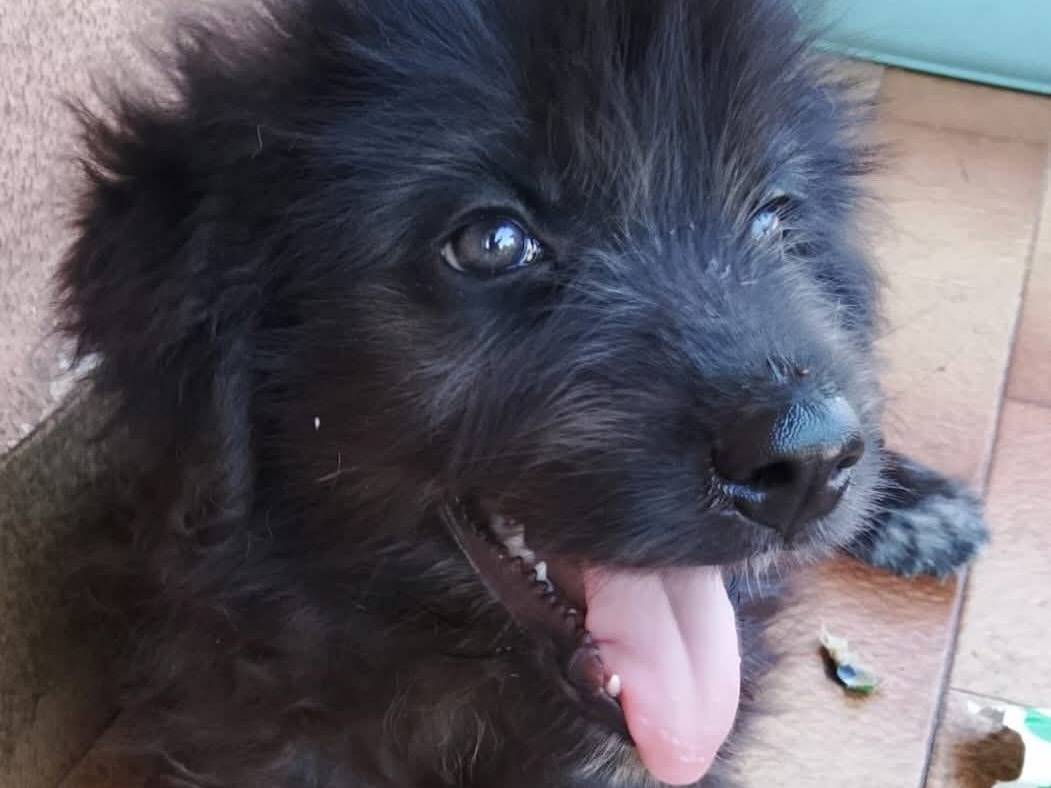 Adotta un cane, femmina, 3 mesi, Trapani