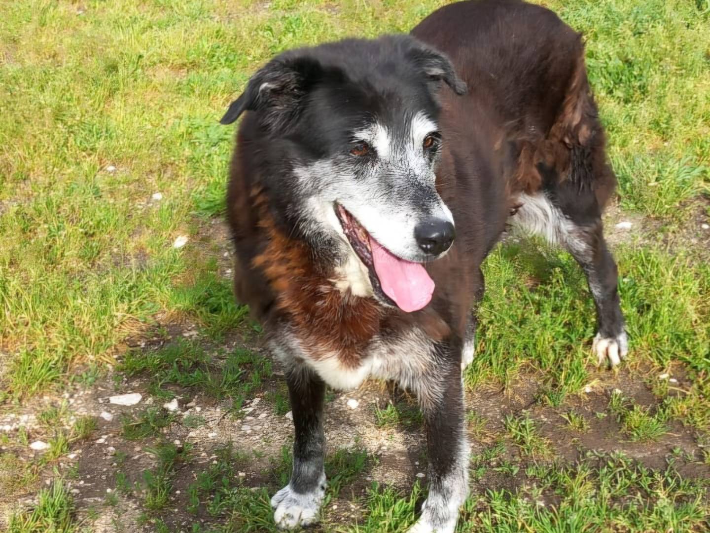 Adozione cane, femmina, Razza sconosciuta Razza sconosciuta, 13 anni e 3 mesi, taglia gigante, Terni