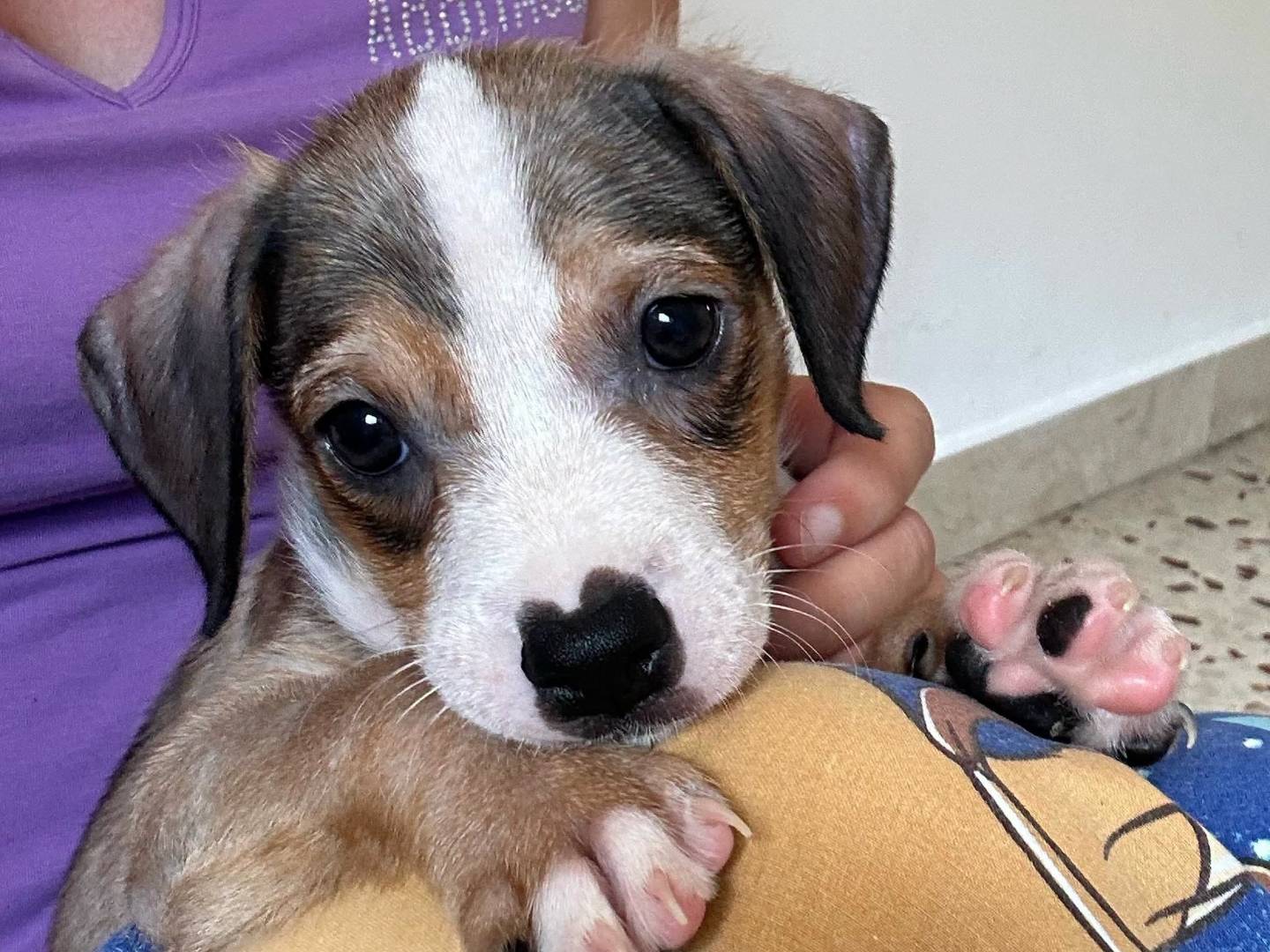 Adozione cane, maschio, Razza sconosciuta Razza sconosciuta, 3 mesi, taglia media contenuta, Trapani