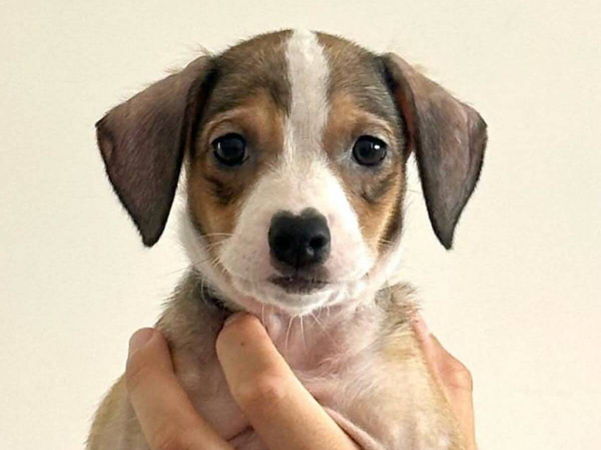 Adotta un cane, maschio, 3 mesi, Trapani
