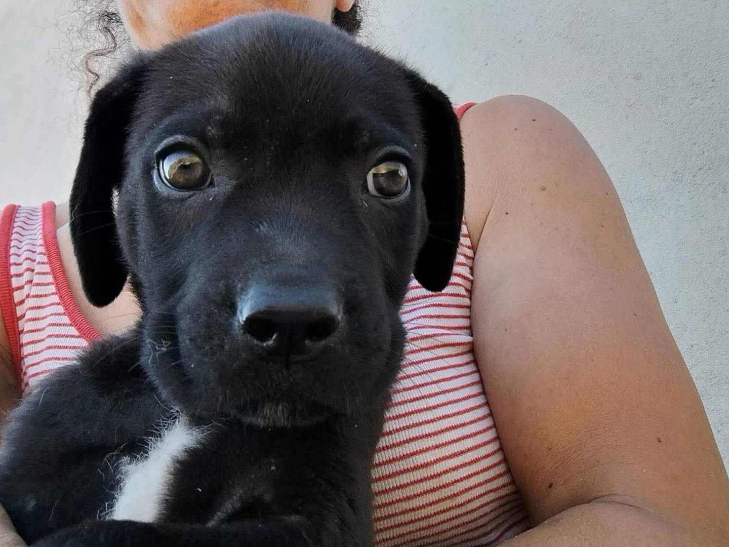 Adotta un cane, maschio, 3 mesi, Trapani