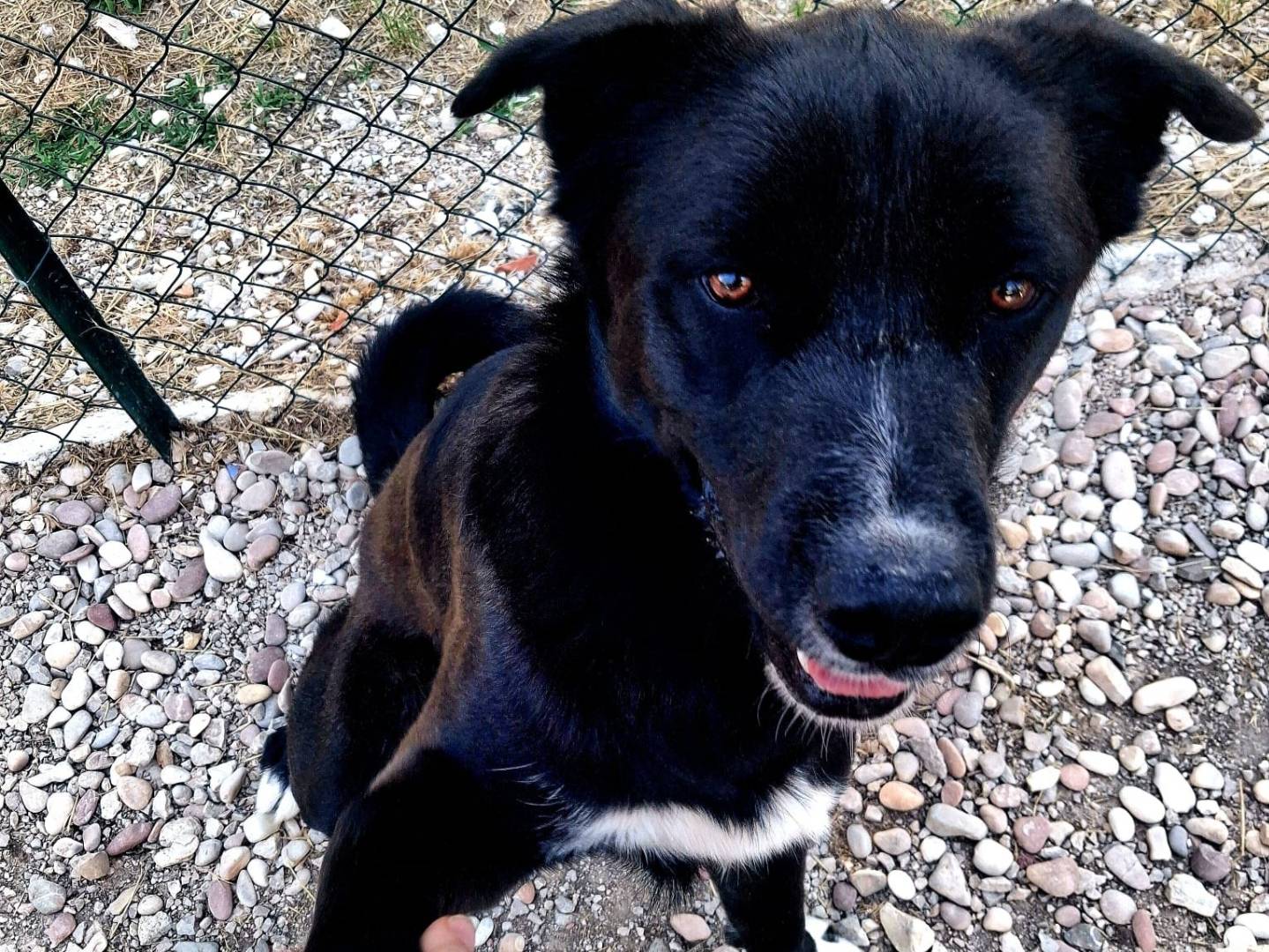 Vuoi adottare un cane a Terni?