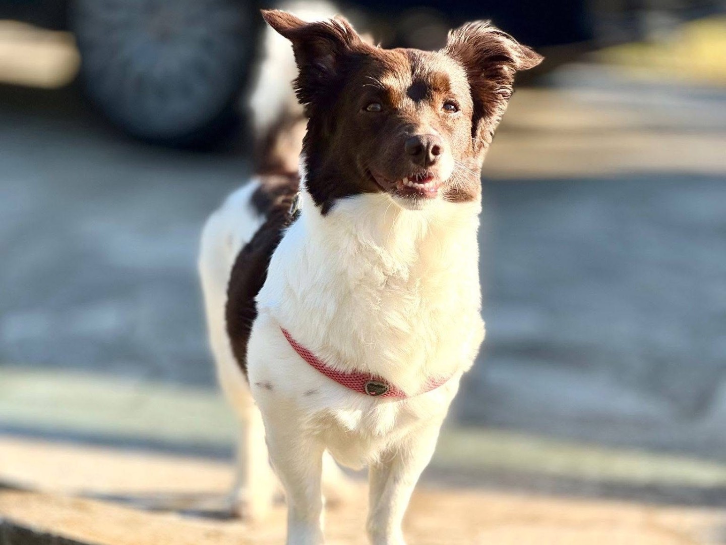 Adotta un cane, femmina, 5 anni e 2 mesi, Bari