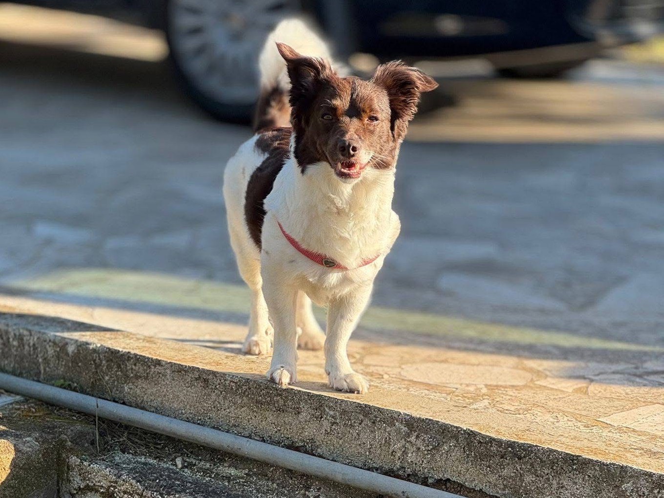 Adotta un cane, taglia piccola, femmina, Bari