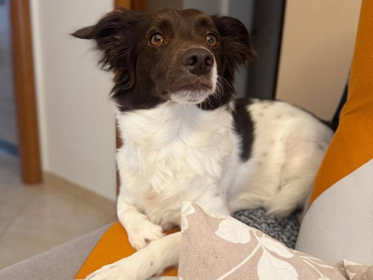 Vuoi adottare un cane a Bari?