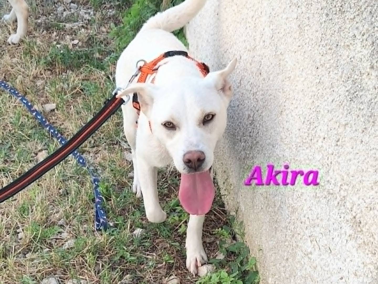 Foto 1 dell'animale