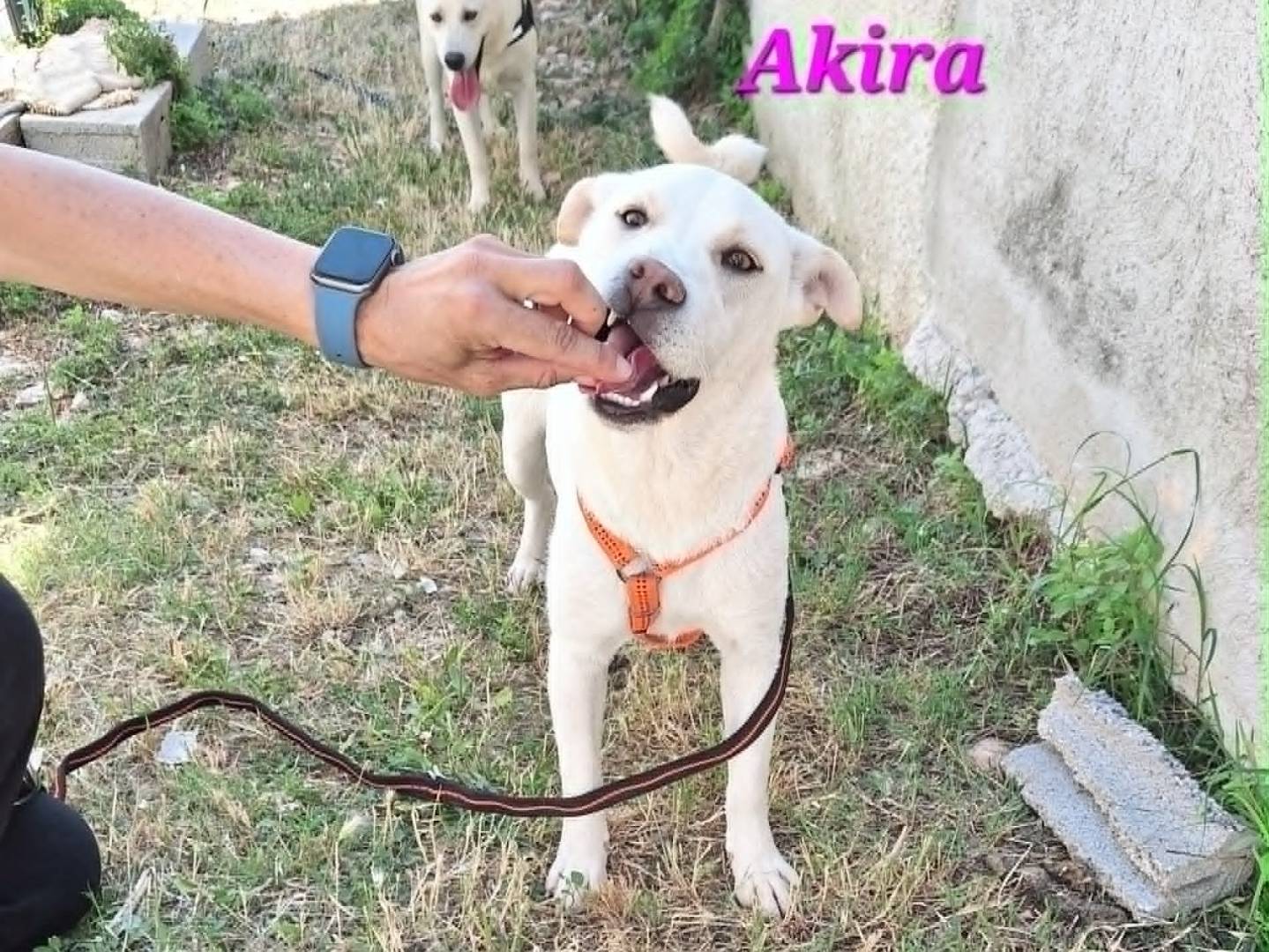Adotta un cane, femmina, 7 mesi, Bari
