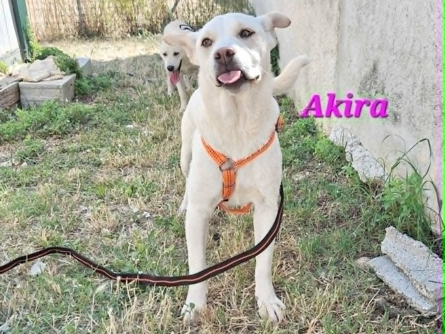 Foto 3 dell'animale