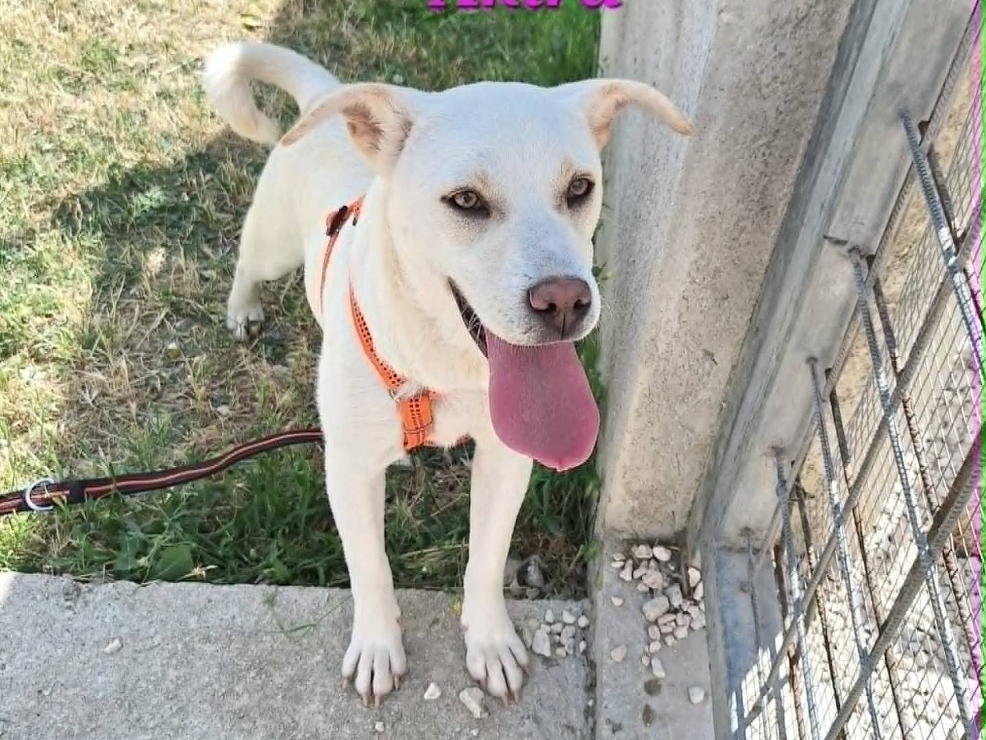 Adotta il cane Akira a Bari