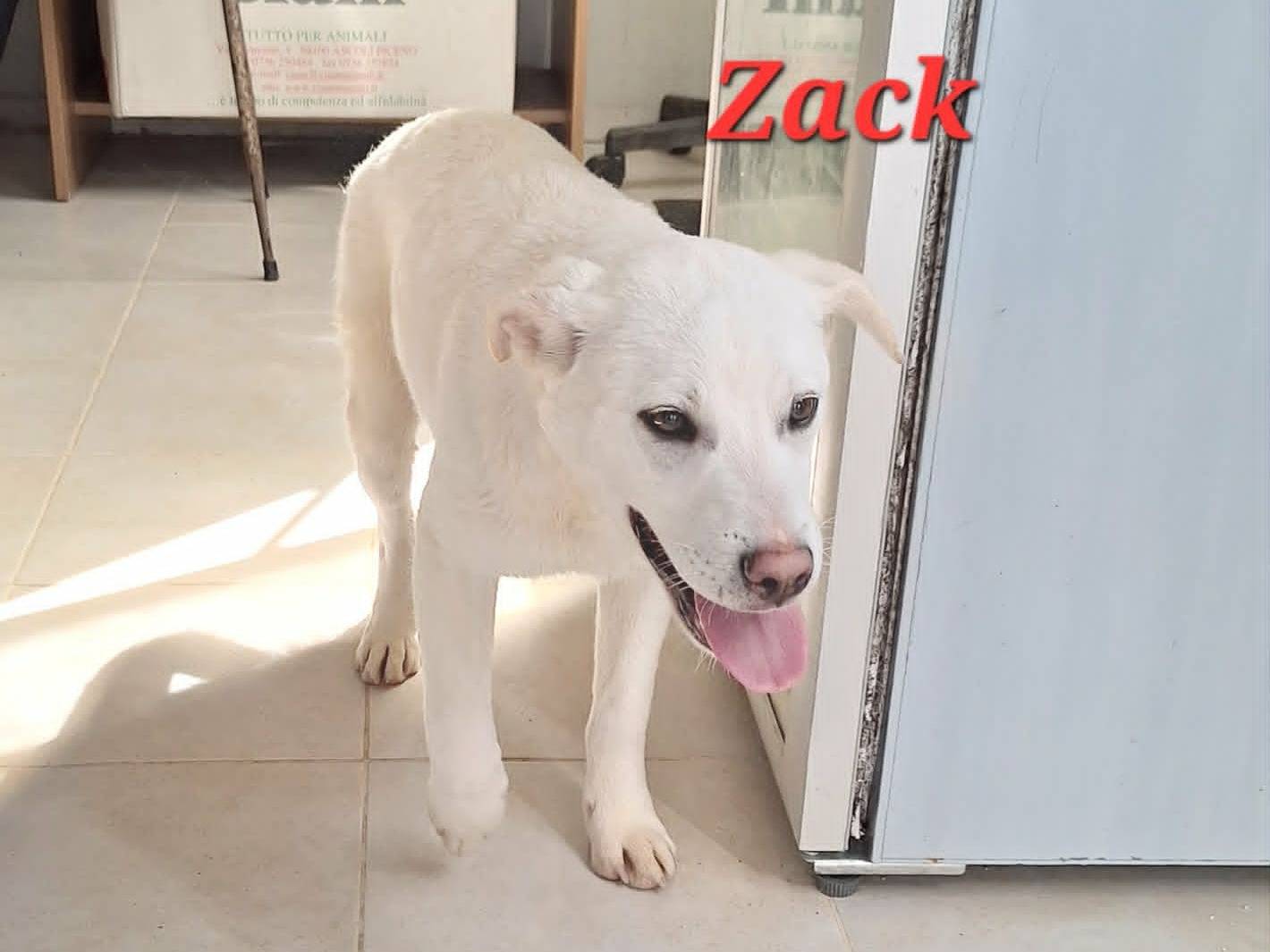 Adozione cane, maschio, Akita Razza sconosciuta, 7 mesi, taglia media, Bari