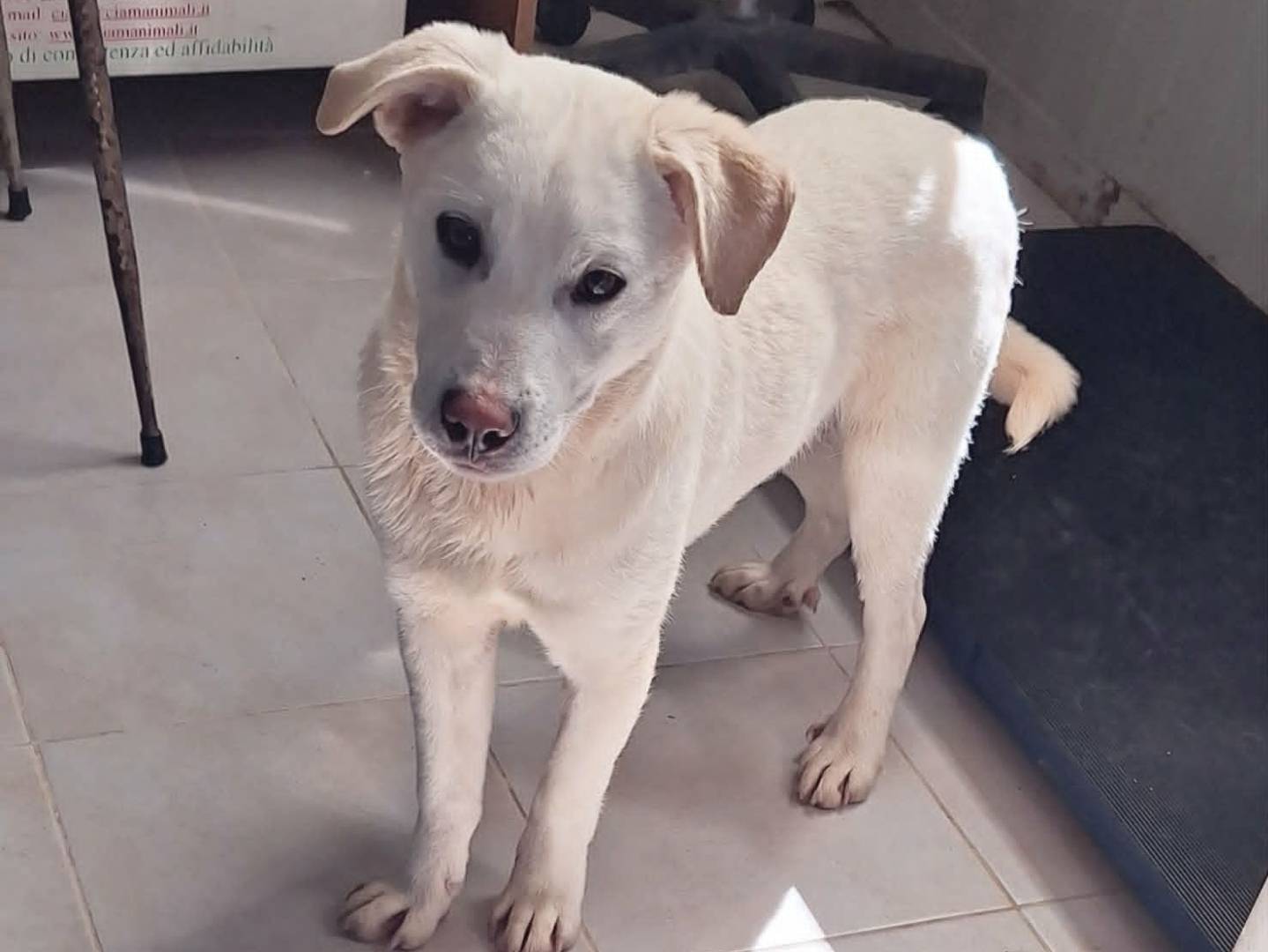 Adotta un cane, taglia media, maschio, Bari