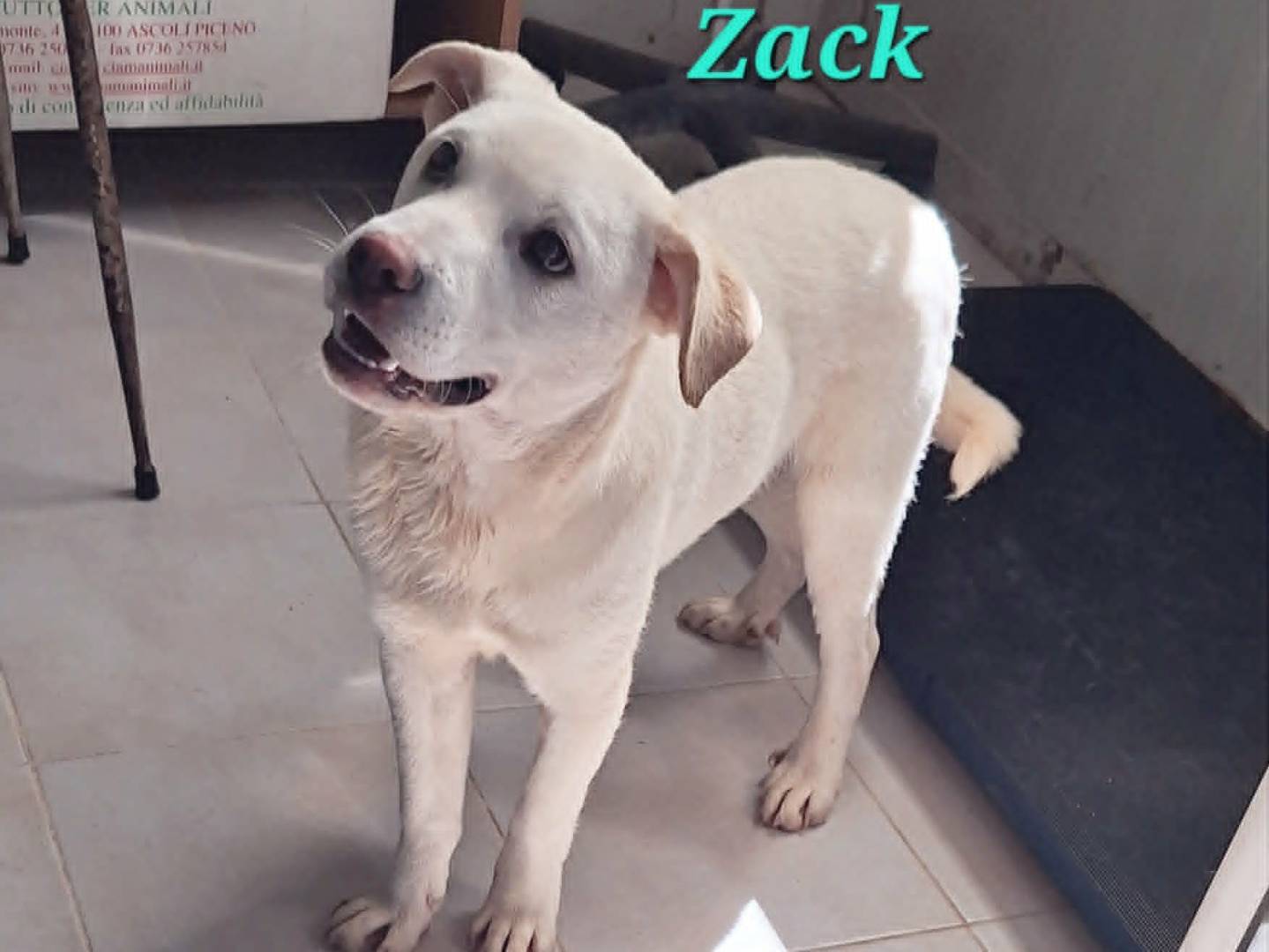 Vuoi adottare un cane a Bari?