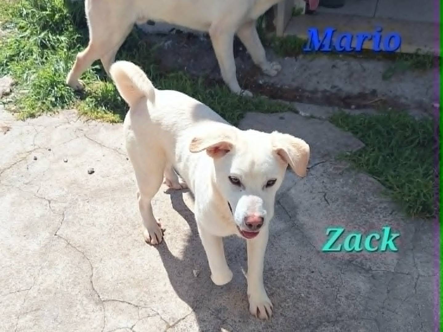 Adotta il cane Zack a Bari