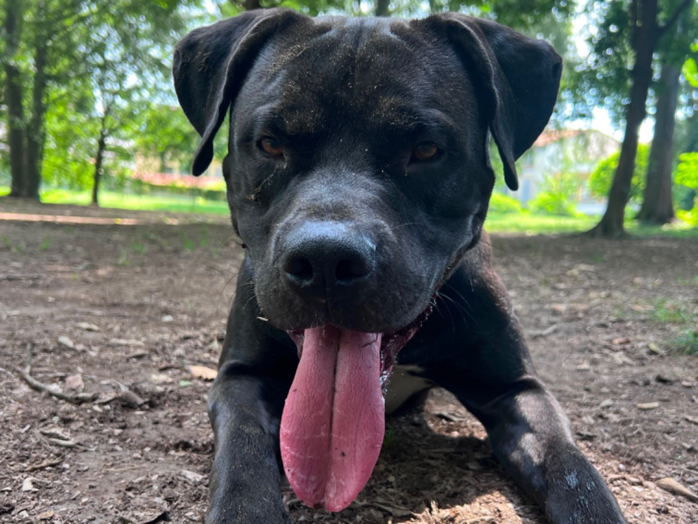 Adozione cane, maschio, Pitbull Amstaff, 1 anno e 3 mesi, taglia grande, Milano
