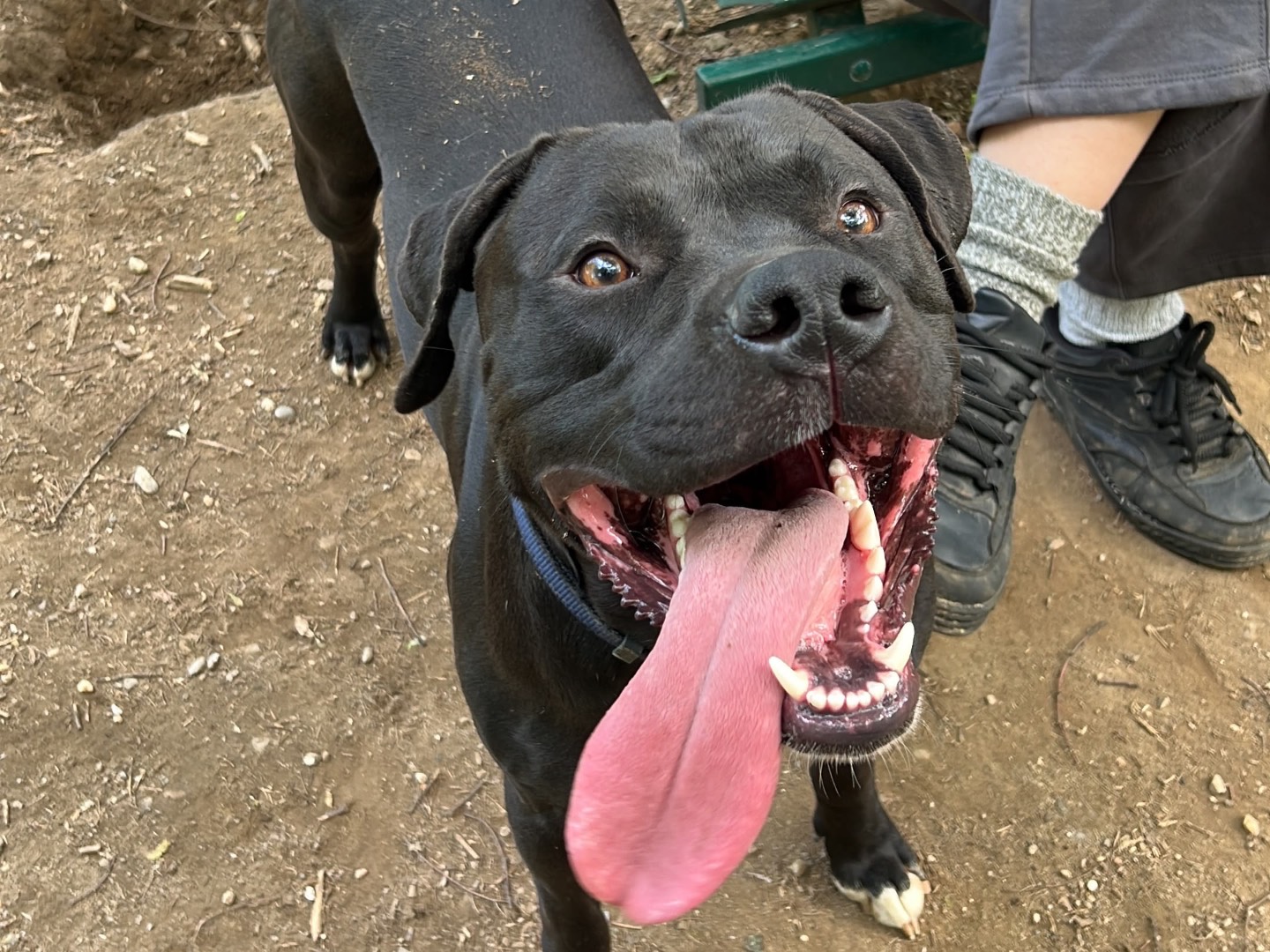 Adotta un cane, maschio, 1 anno e 3 mesi, Milano