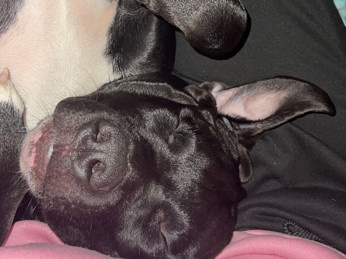 Adotta un cane, taglia grande, maschio, Milano