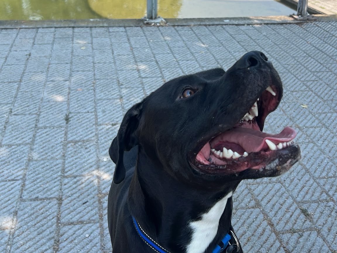 Vuoi adottare un cane a Milano?