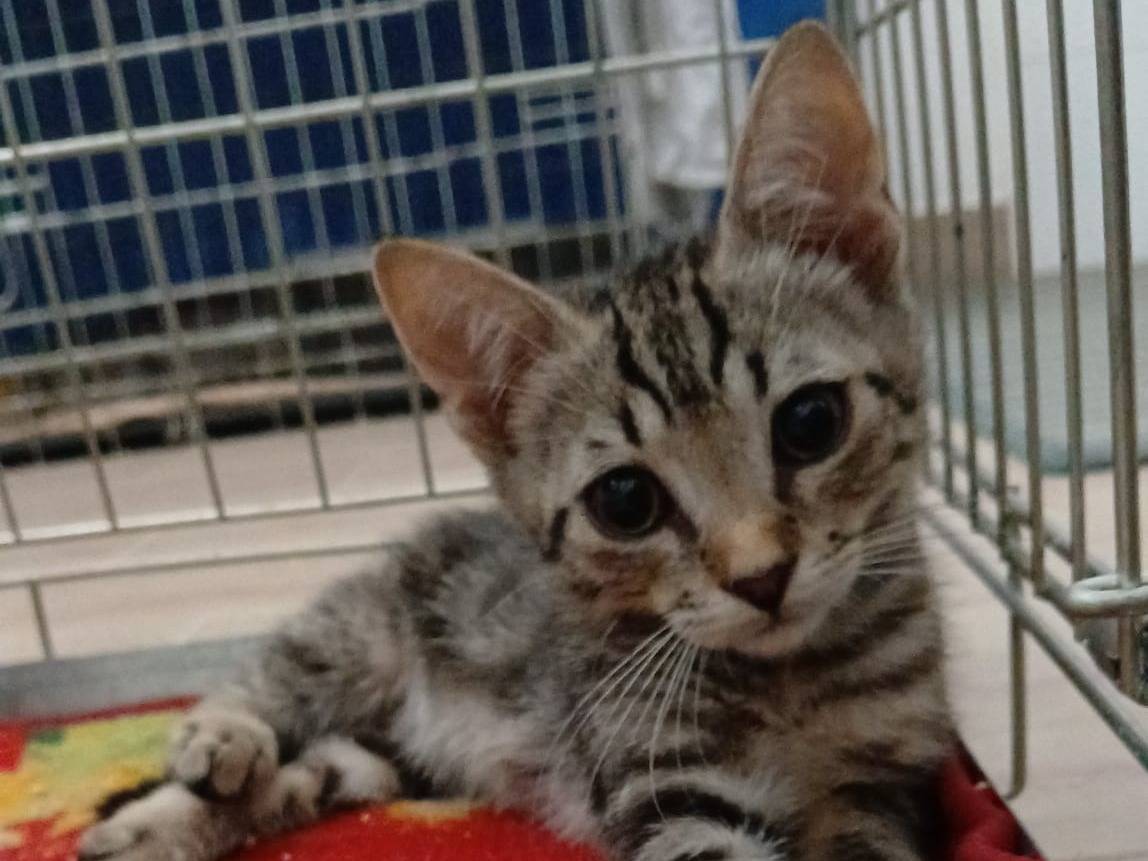 Adozione gatto, maschio, Razza sconosciuta Razza sconosciuta, 1 mese, taglia non valida, Verona