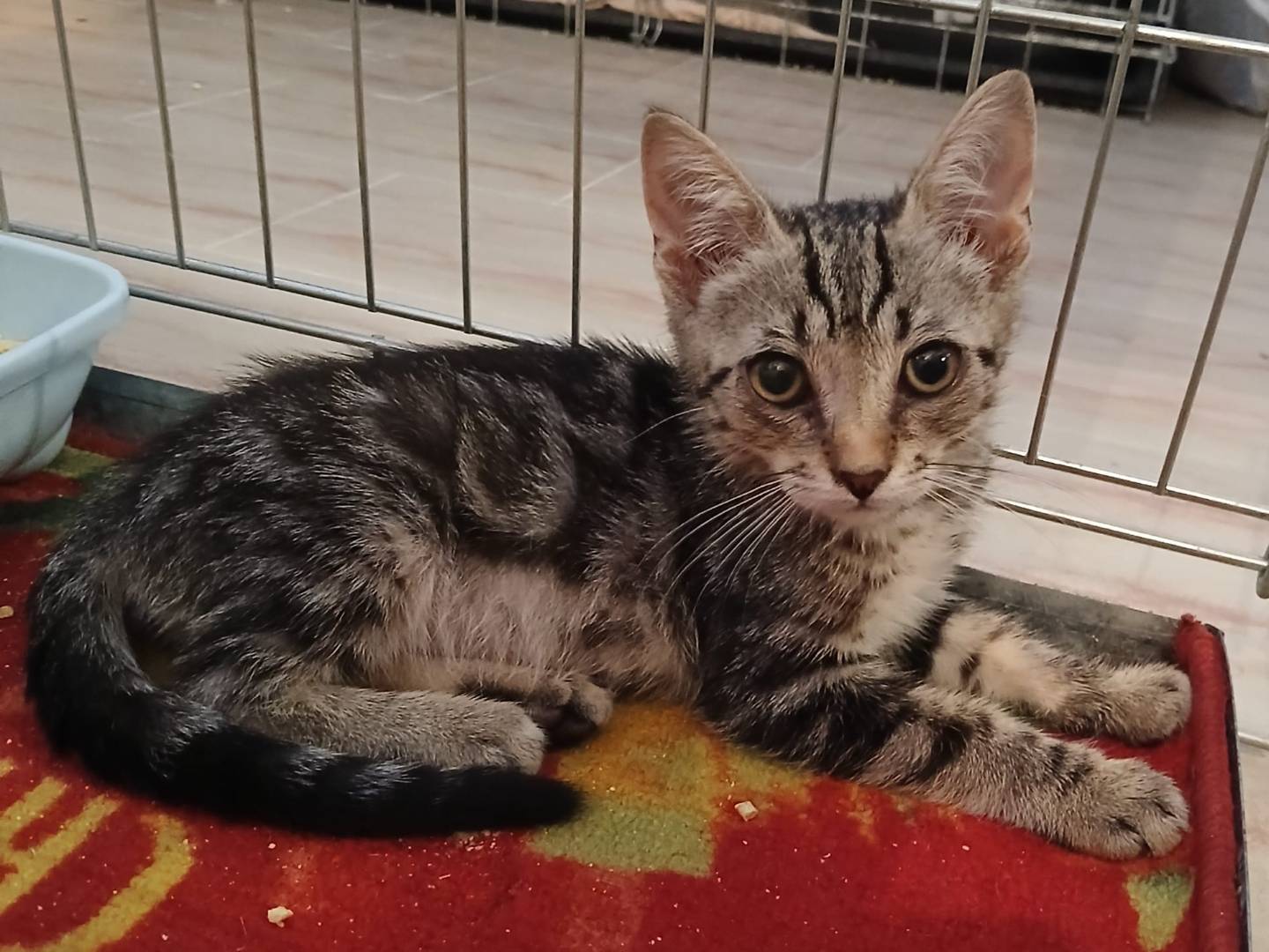 Adotta un gatto, taglia non valida, maschio, Verona