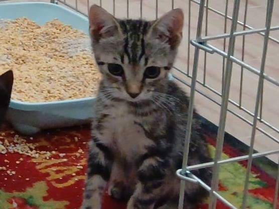 Adotta un gatto, maschio, 1 mese, Verona