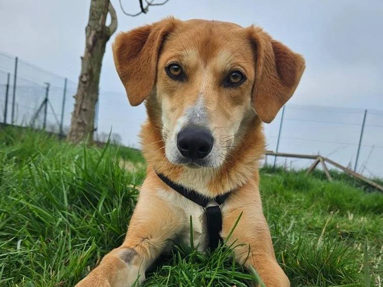 Adozione cane, femmina, Razza sconosciuta Razza sconosciuta, 1 anno e 4 mesi, taglia media contenuta, Pavia