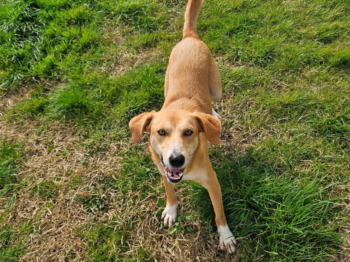 Adotta un cane, taglia media contenuta, femmina, Pavia