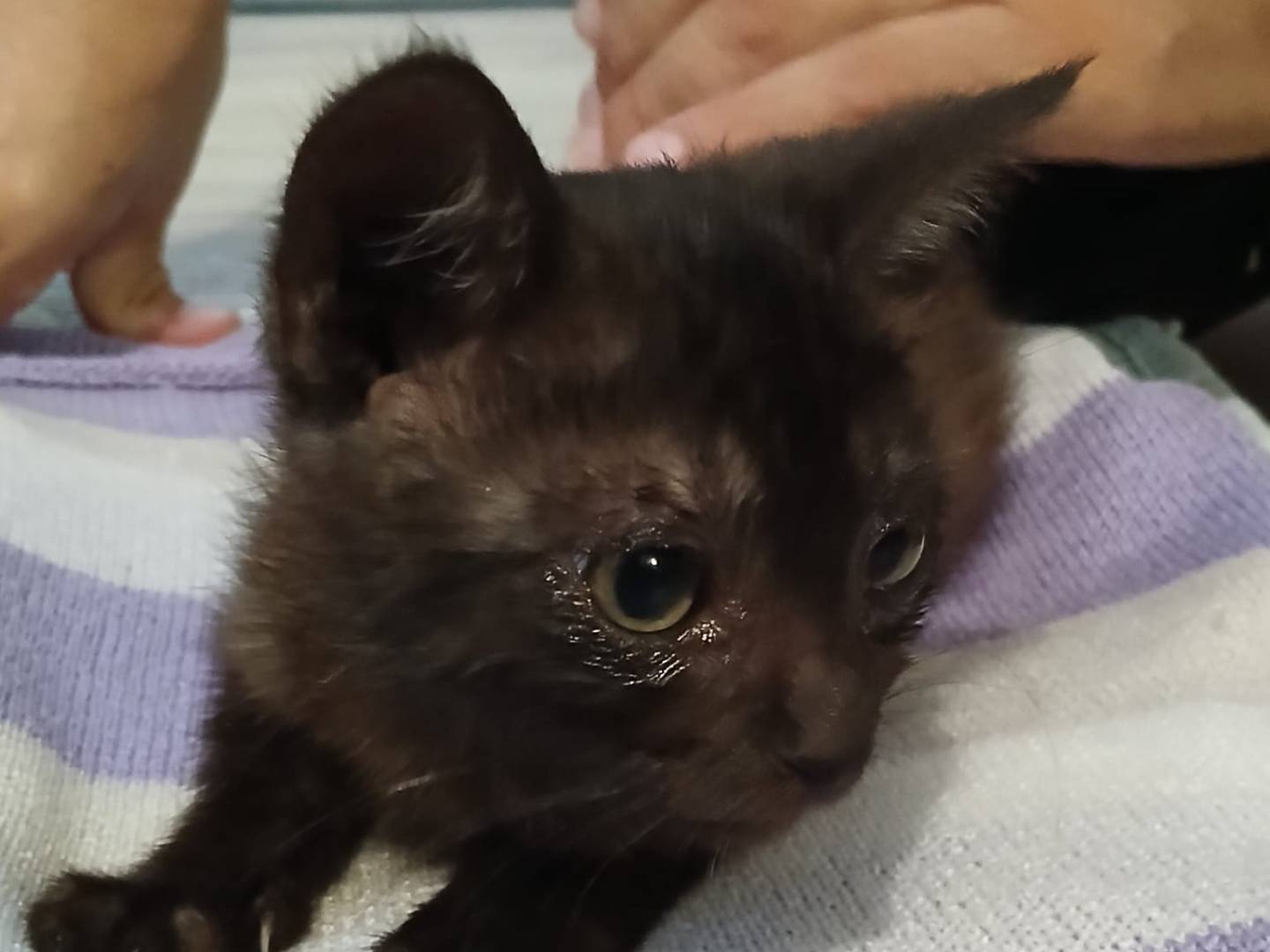Adotta un gatto, maschio, 1 mese, Verona
