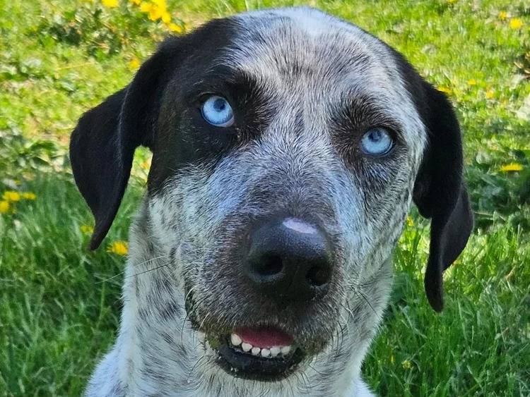 Adotta un cane, maschio, 6 anni e 4 mesi, Pavia