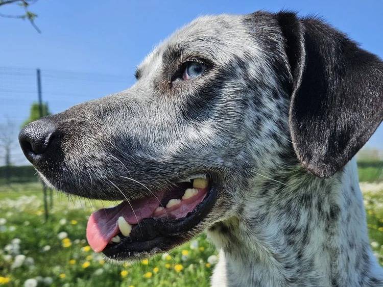 Adotta un cane, taglia grande, maschio, Pavia