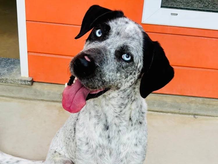 Adozione cane, maschio, Razza sconosciuta Razza sconosciuta, 6 anni e 4 mesi, taglia grande, Pavia