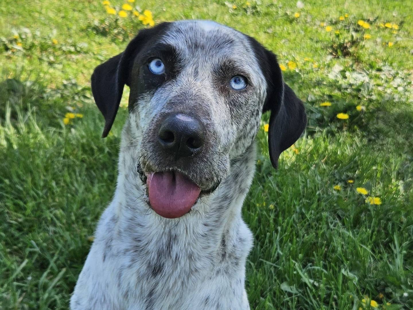 Vuoi adottare un cane a Pavia?
