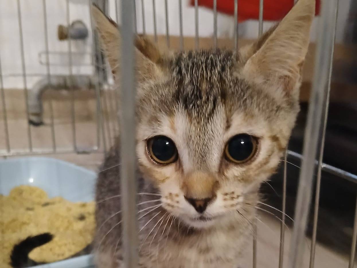Adotta un gatto, femmina, 2 mesi, Verona