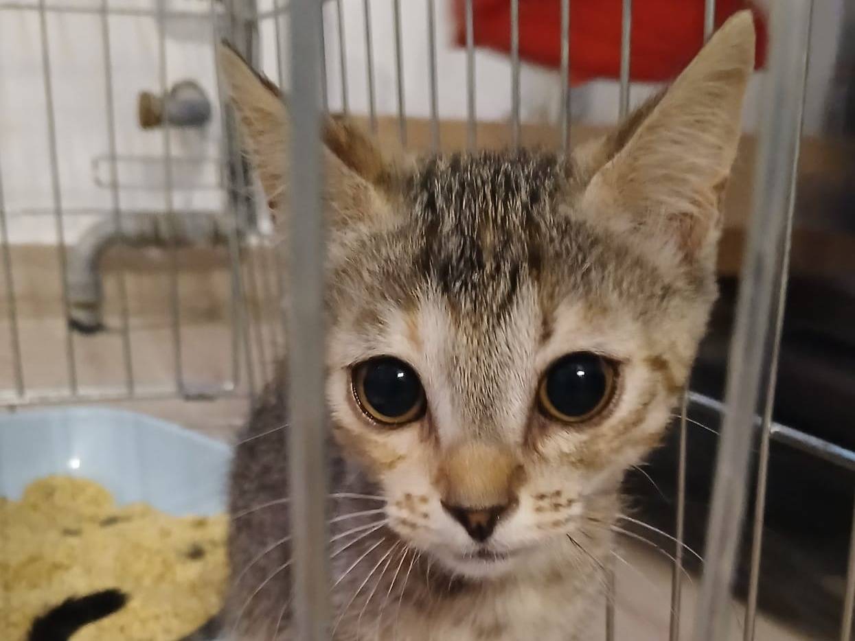 Adotta un gatto, taglia non valida, femmina, Verona