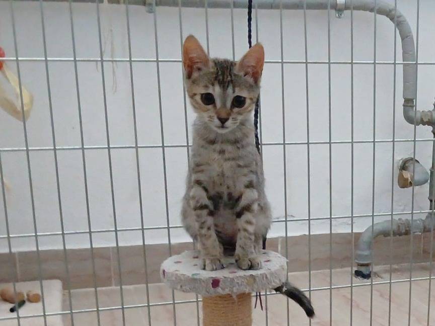 Adozione gatto, femmina, Razza sconosciuta Razza sconosciuta, 2 mesi, taglia non valida, Verona