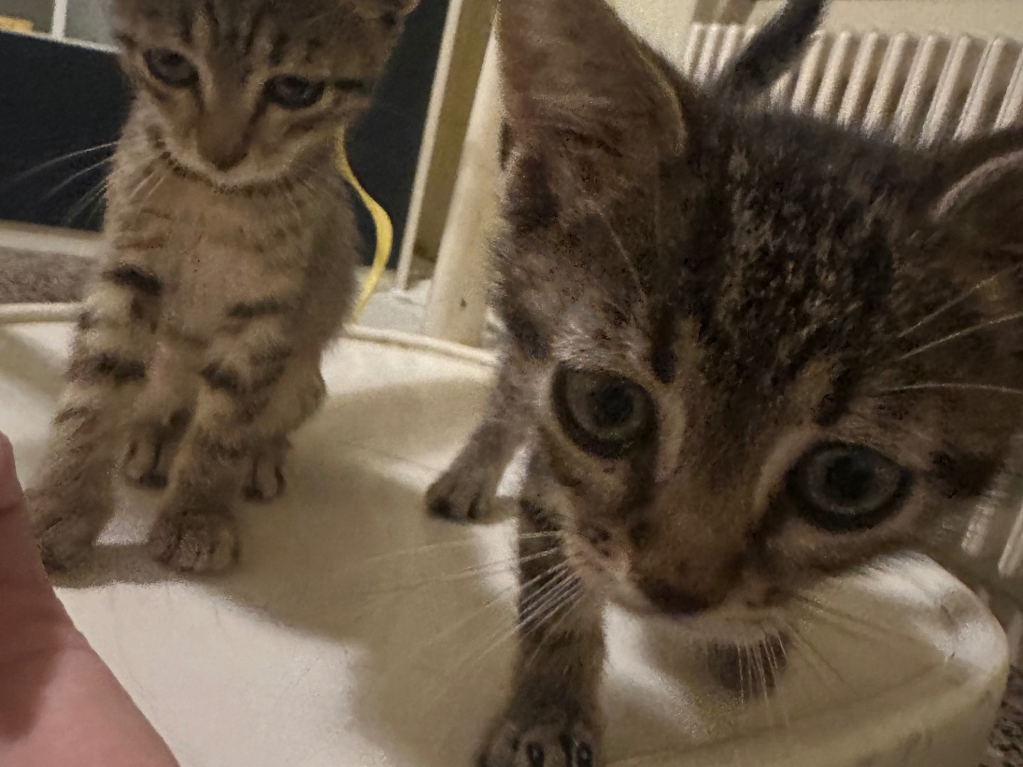 Vuoi adottare un gatto a Milano?