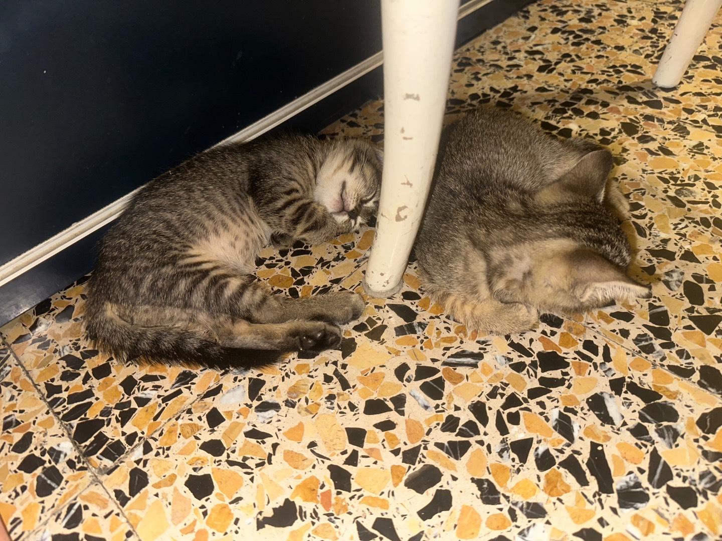 Vuoi adottare un gatto a Milano?